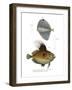 Spotted Fanfish-null-Framed Giclee Print