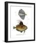 Spotted Fanfish-null-Framed Giclee Print