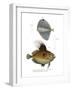 Spotted Fanfish-null-Framed Giclee Print