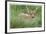 Spotted Fawn-Donald Paulson-Framed Giclee Print