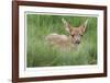 Spotted Fawn-Donald Paulson-Framed Giclee Print