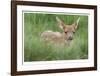 Spotted Fawn-Donald Paulson-Framed Giclee Print