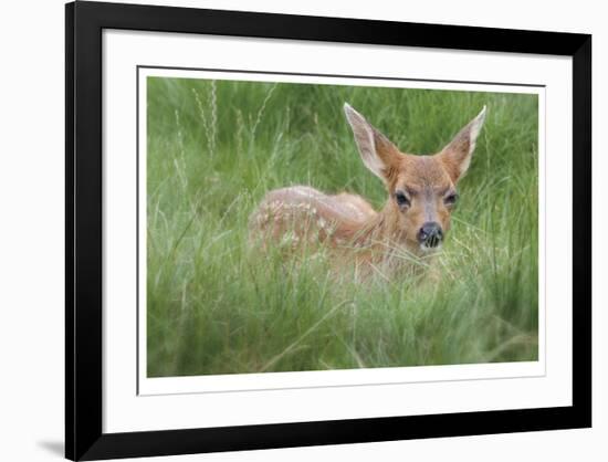 Spotted Fawn-Donald Paulson-Framed Giclee Print