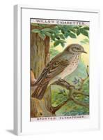 Spotted Flycatcher-null-Framed Giclee Print