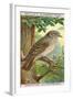 Spotted Flycatcher-null-Framed Giclee Print