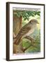 Spotted Flycatcher-null-Framed Giclee Print