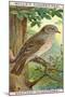 Spotted Flycatcher-null-Mounted Giclee Print