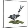 Spotted Forktail (Enicurus Maculatus), Birds-Encyclopaedia Britannica-Mounted Poster