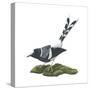 Spotted Forktail (Enicurus Maculatus), Birds-Encyclopaedia Britannica-Stretched Canvas