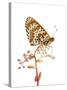 Spotted Fritillary (Melitaea Didyma) Fliess, Naturpark Kaunergrat, Tirol, Austria, July-Benvie-Stretched Canvas