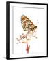 Spotted Fritillary (Melitaea Didyma) Fliess, Naturpark Kaunergrat, Tirol, Austria, July-Benvie-Framed Photographic Print