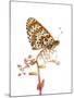 Spotted Fritillary (Melitaea Didyma) Fliess, Naturpark Kaunergrat, Tirol, Austria, July-Benvie-Mounted Photographic Print