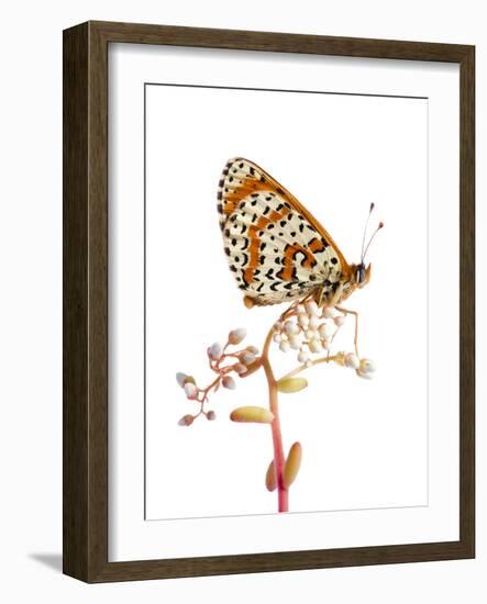 Spotted Fritillary (Melitaea Didyma) Fliess, Naturpark Kaunergrat, Tirol, Austria, July-Benvie-Framed Photographic Print