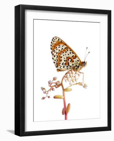 Spotted Fritillary (Melitaea Didyma) Fliess, Naturpark Kaunergrat, Tirol, Austria, July-Benvie-Framed Photographic Print