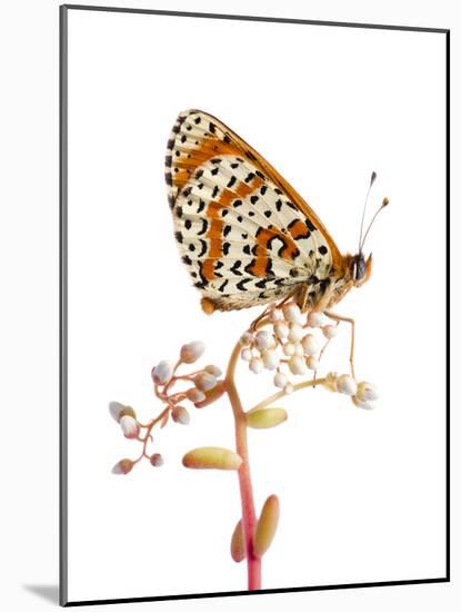 Spotted Fritillary (Melitaea Didyma) Fliess, Naturpark Kaunergrat, Tirol, Austria, July-Benvie-Mounted Photographic Print