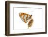 Spotted Fritillary (Melitaea Didyma) on Plantain, Fliess, Naturpark Kaunergrat, Tirol, Austria-Benvie-Framed Photographic Print