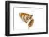 Spotted Fritillary (Melitaea Didyma) on Plantain, Fliess, Naturpark Kaunergrat, Tirol, Austria-Benvie-Framed Photographic Print