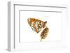 Spotted Fritillary (Melitaea Didyma) on Plantain, Fliess, Naturpark Kaunergrat, Tirol, Austria-Benvie-Framed Photographic Print