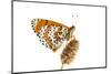 Spotted Fritillary (Melitaea Didyma) on Plantain, Fliess, Naturpark Kaunergrat, Tirol, Austria-Benvie-Mounted Photographic Print