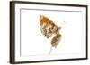 Spotted Fritillary (Melitaea Didyma) on Plantain Seed Head, Fliess, Naturpark Kaunergrat, Austria-Benvie-Framed Photographic Print