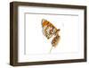 Spotted Fritillary (Melitaea Didyma) on Plantain Seed Head, Fliess, Naturpark Kaunergrat, Austria-Benvie-Framed Photographic Print