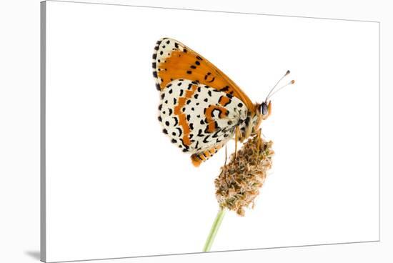 Spotted Fritillary (Melitaea Didyma) on Plantain Seed Head, Fliess, Naturpark Kaunergrat, Austria-Benvie-Stretched Canvas