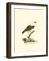 Spotted Grosbeak-null-Framed Art Print