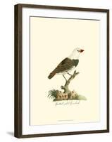 Spotted Grosbeak-null-Framed Art Print