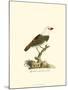 Spotted Grosbeak-null-Mounted Art Print