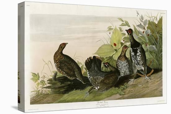 Spotted Grouse-null-Stretched Canvas