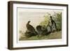 Spotted Grouse-null-Framed Giclee Print