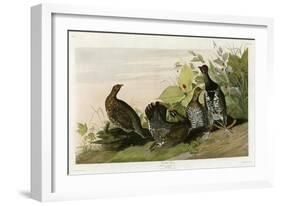 Spotted Grouse-null-Framed Giclee Print