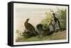 Spotted Grouse-null-Framed Stretched Canvas