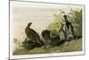 Spotted Grouse-null-Mounted Giclee Print