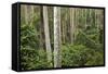 Spotted Gum Tree Forest in Murramarang National Park-Paul Souders-Framed Stretched Canvas