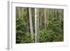 Spotted Gum Tree Forest in Murramarang National Park-Paul Souders-Framed Photographic Print