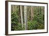 Spotted Gum Tree Forest in Murramarang National Park-Paul Souders-Framed Photographic Print