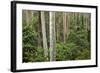 Spotted Gum Tree Forest in Murramarang National Park-Paul Souders-Framed Photographic Print