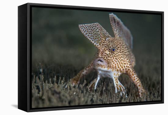 Spotted Handfish (Brachionichthys Hirsutus) Portrait, Derwent River Estuary, Hobart-Alex Mustard-Framed Stretched Canvas