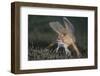 Spotted Handfish (Brachionichthys Hirsutus) Portrait, Derwent River Estuary, Hobart-Alex Mustard-Framed Photographic Print