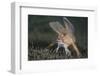 Spotted Handfish (Brachionichthys Hirsutus) Portrait, Derwent River Estuary, Hobart-Alex Mustard-Framed Photographic Print