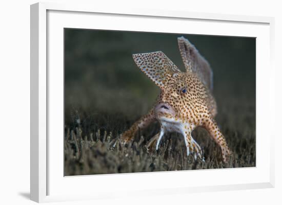 Spotted Handfish (Brachionichthys Hirsutus) Portrait, Derwent River Estuary, Hobart-Alex Mustard-Framed Photographic Print