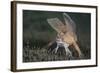 Spotted Handfish (Brachionichthys Hirsutus) Portrait, Derwent River Estuary, Hobart-Alex Mustard-Framed Photographic Print