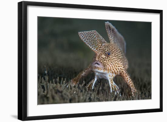 Spotted Handfish (Brachionichthys Hirsutus) Portrait, Derwent River Estuary, Hobart-Alex Mustard-Framed Photographic Print