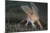 Spotted Handfish (Brachionichthys Hirsutus) Portrait, Derwent River Estuary, Hobart-Alex Mustard-Mounted Photographic Print