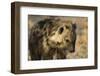 Spotted Hyaena (Crocuta Crocuta), Khwai Concession, Okavango Delta, Botswana, Africa-Sergio Pitamitz-Framed Photographic Print