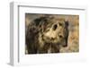 Spotted Hyaena (Crocuta Crocuta), Khwai Concession, Okavango Delta, Botswana, Africa-Sergio Pitamitz-Framed Photographic Print