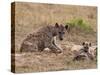 Spotted Hyaena (Crocuta Crocuta), Masai Mara, Kenya, East Africa, Africa-Sergio Pitamitz-Stretched Canvas