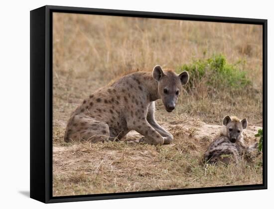 Spotted Hyaena (Crocuta Crocuta), Masai Mara, Kenya, East Africa, Africa-Sergio Pitamitz-Framed Stretched Canvas