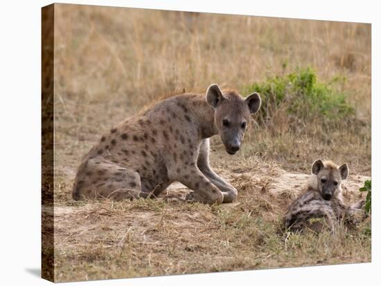 Spotted Hyaena (Crocuta Crocuta), Masai Mara, Kenya, East Africa, Africa-Sergio Pitamitz-Stretched Canvas